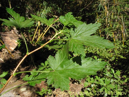 Image of Ribes magellanicum (Uvilla / Parilla). Click to enlarge parts of image.